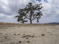 a lone tree on the side of a dry grass hill in front of two people with bicycles