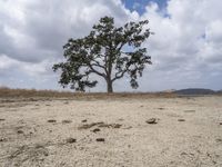 a lone tree on the side of a dry grass hill in front of two people with bicycles