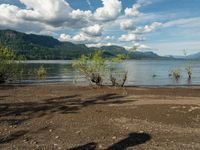 a man standing in the sand near a body of water with trees and shrubs around him