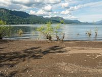 a man standing in the sand near a body of water with trees and shrubs around him