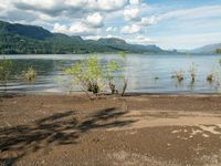 a man standing in the sand near a body of water with trees and shrubs around him