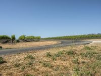 USA Nature: Trees, Fields, and Low Vegetation