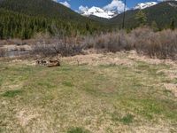 an image of a field that has snow on the mountain top in the background and a stream running through the forest