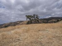 USA Open Space Vegetation: Grass Mountain Landforms 003