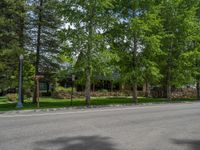 a road and trees line a residential street in a residential area in a neighborhood with no parking