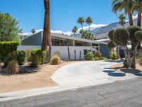 a desert home with an open lot, and tall palm trees in the driveway, with a walkway leading to the driveway and tree lined front door