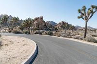 there is a curved asphalt road surrounded by palm trees and boulders in the distance are palm trees, and other desert like rocks