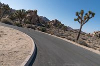 there is a curved asphalt road surrounded by palm trees and boulders in the distance are palm trees, and other desert like rocks