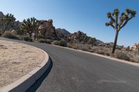 there is a curved asphalt road surrounded by palm trees and boulders in the distance are palm trees, and other desert like rocks