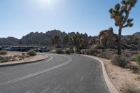 there is a curved asphalt road surrounded by palm trees and boulders in the distance are palm trees, and other desert like rocks