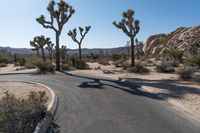 there is a curved asphalt road surrounded by palm trees and boulders in the distance are palm trees, and other desert like rocks