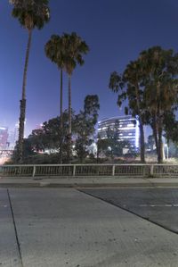 palm trees are on the side of an empty road at night, surrounded by a fence and palm trees, and tall buildings in the background