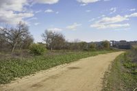 USA Road: Grass, Nature, and Trees in the Landscape