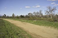 USA Road: Grass, Nature, and Trees in the Landscape