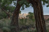 a mountain in the distance from between two trees, with sky behind them, is illuminated by sunset light