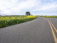 USA Rural Road: Driving Through Vibrant Yellow Fields