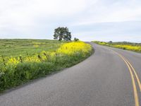 USA Rural Road: Driving Through Vibrant Yellow Fields