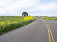 USA Rural Road: Driving Through Vibrant Yellow Fields