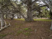 the ground with trees in it that are growing grass and dirts under which are a single piece of earth