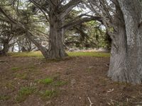 the ground with trees in it that are growing grass and dirts under which are a single piece of earth