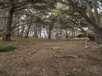 the ground with trees in it that are growing grass and dirts under which are a single piece of earth