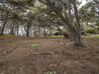 the ground with trees in it that are growing grass and dirts under which are a single piece of earth