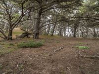 the ground with trees in it that are growing grass and dirts under which are a single piece of earth