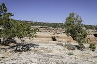 rocks and trees grow on a rocky hillside in the desert near an open sky line