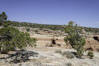 rocks and trees grow on a rocky hillside in the desert near an open sky line