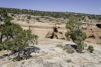 rocks and trees grow on a rocky hillside in the desert near an open sky line