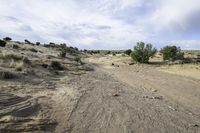 an dirt road in a desert near brush and shrubs of various colors and sizes on a sunny day