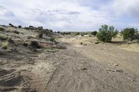 an dirt road in a desert near brush and shrubs of various colors and sizes on a sunny day