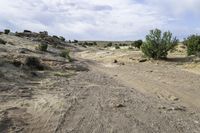 an dirt road in a desert near brush and shrubs of various colors and sizes on a sunny day