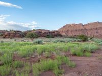 the dirt road through the wild is lined with sparse scrubbery, green plants and a red cliffs