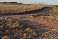 a dog is standing at the end of the dirt road near a sign saying no dogs