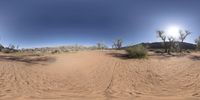 the view up through a wide panoramic lens of a desert area with sand, bushes and a rock