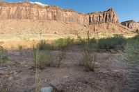 a small bushy plant growing in the desert with cliffs in the background, near water hole