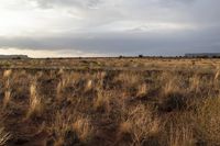 a field of brown grass and dry bushes with a sky background with lightening clouds