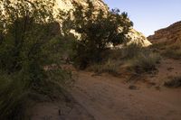 a dirt path through the desert with trees and sand and rock walls in the background