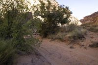 a dirt path through the desert with trees and sand and rock walls in the background