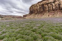 Utah's Desert: A Oasis of Grass and Wildflowers