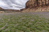 Utah's Desert: A Oasis of Grass and Wildflowers