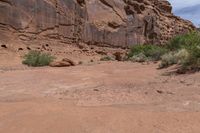 a cow sitting in a desert area next to rocks and bushes a few steps away