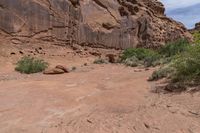 a cow sitting in a desert area next to rocks and bushes a few steps away