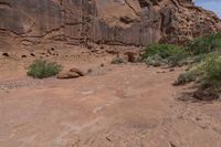 a cow sitting in a desert area next to rocks and bushes a few steps away