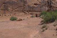 a cow sitting in a desert area next to rocks and bushes a few steps away