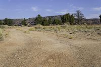 a dirt road with trees on both sides and a dirt hillside in the background at an area that is very dry