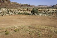 some desert plants and rocks and dirt and trees with one green bush in the middle of the open plain