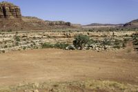 some desert plants and rocks and dirt and trees with one green bush in the middle of the open plain