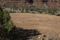 a small tree stands in an open plain with some mountains behind it and dirt ground